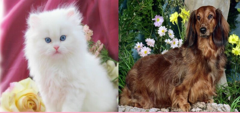White Kitten and Dachshund