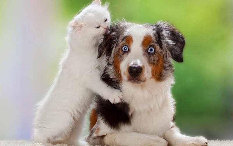 White Kitten and Dog — Calm
