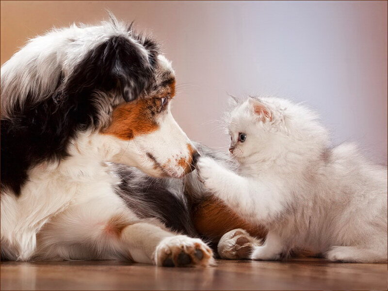 White Kitten and Dog