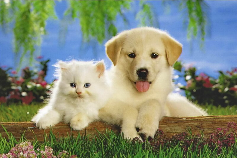 White Kitten and Puppy