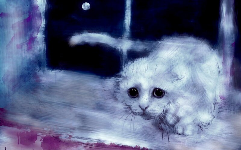 White Kitten at Night