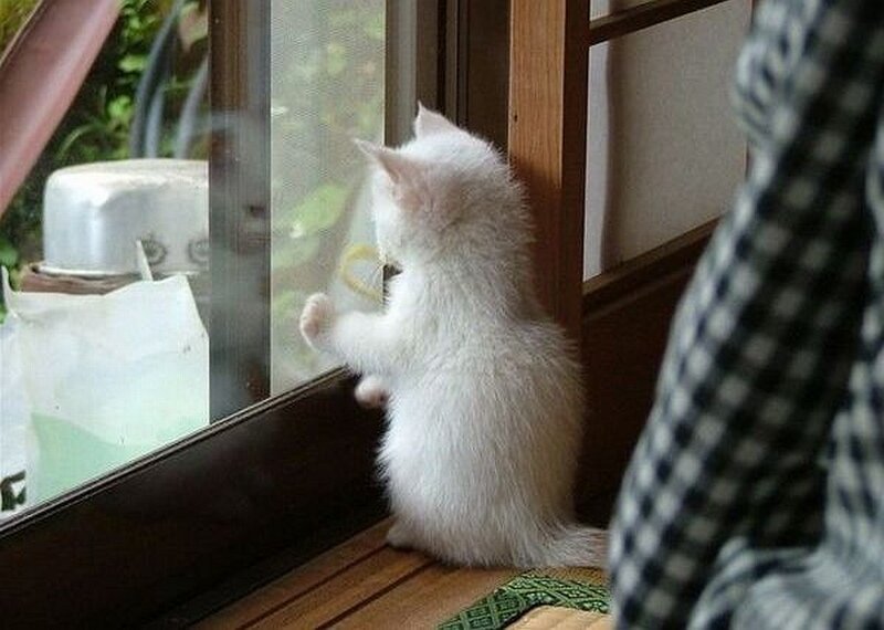 White kitten at the window