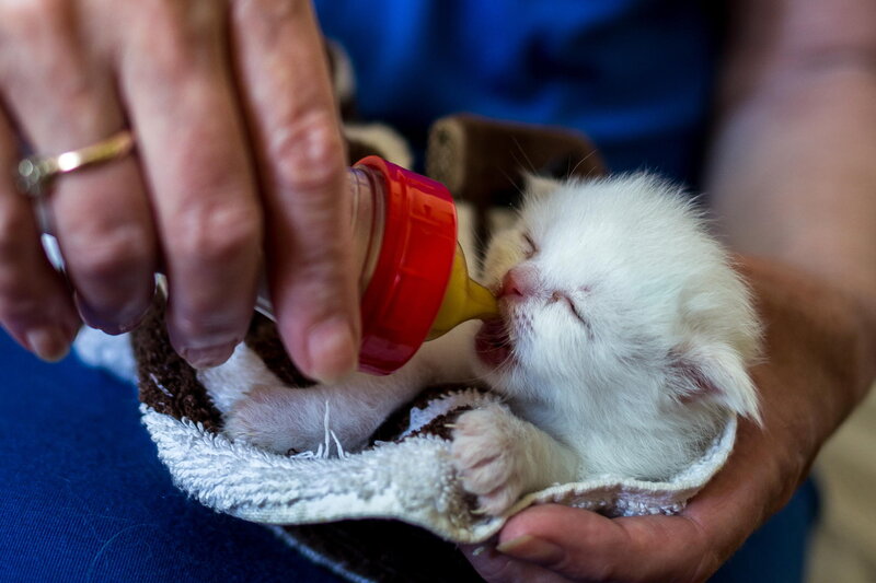 White Kitten Being Fed