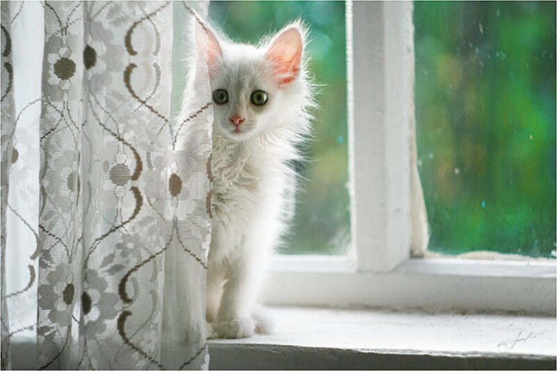 White Kitten by Window
