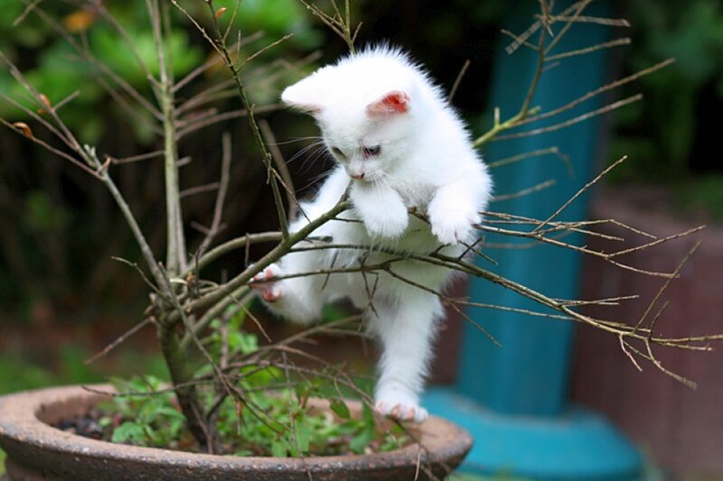 White kitten climbing branches