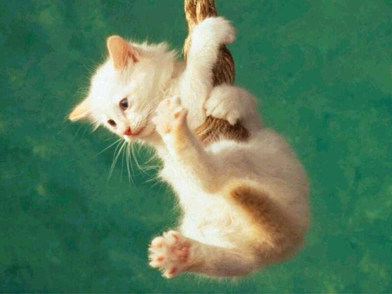 White Kitten Climbing Rope — Green