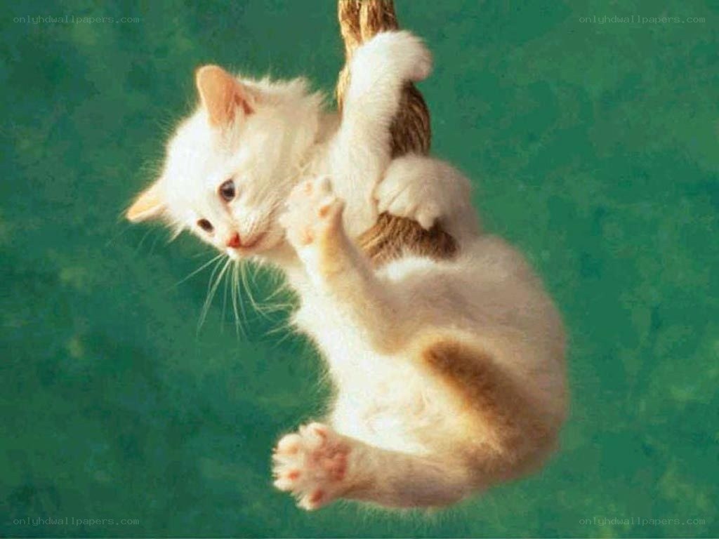 White kitten climbing rope