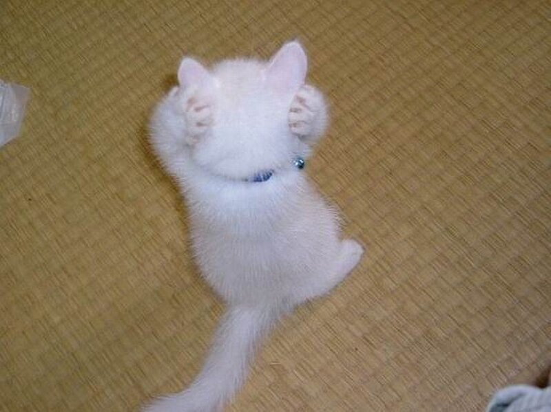white kitten covering face