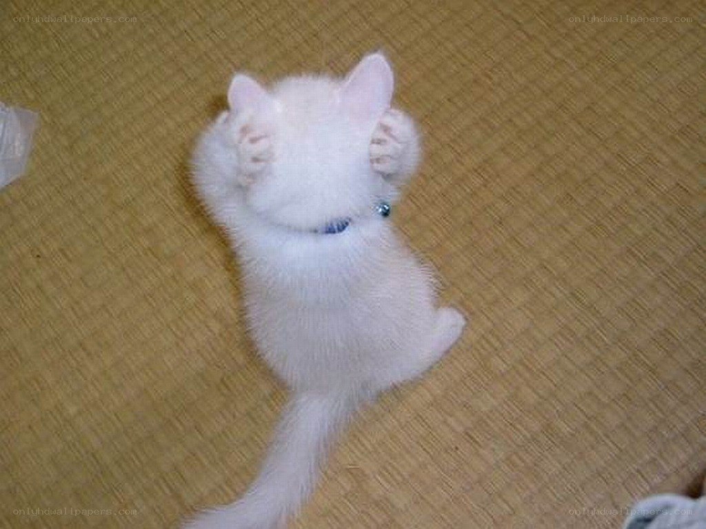 white kitten covering face