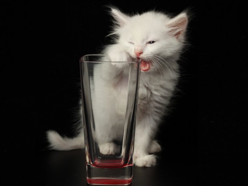 White Kitten Drinking — Playful