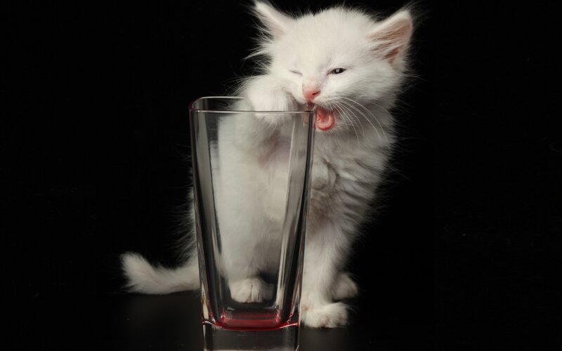 White Kitten Drinking