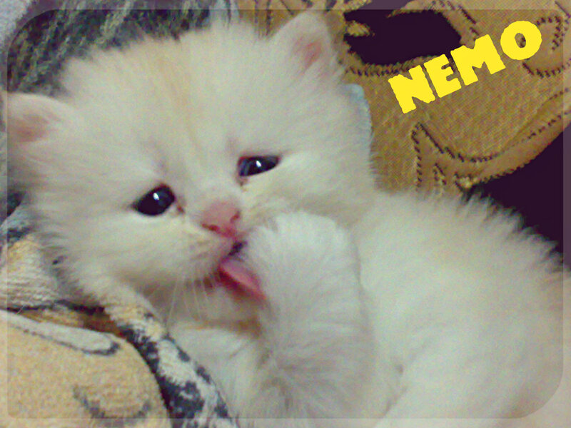 White Kitten Grooming — Calm