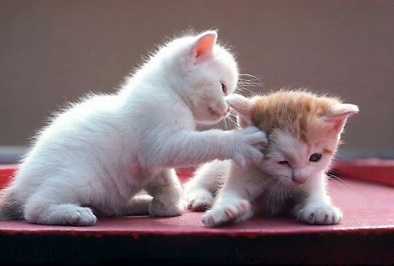 White Kitten Grooming Orange Kitten