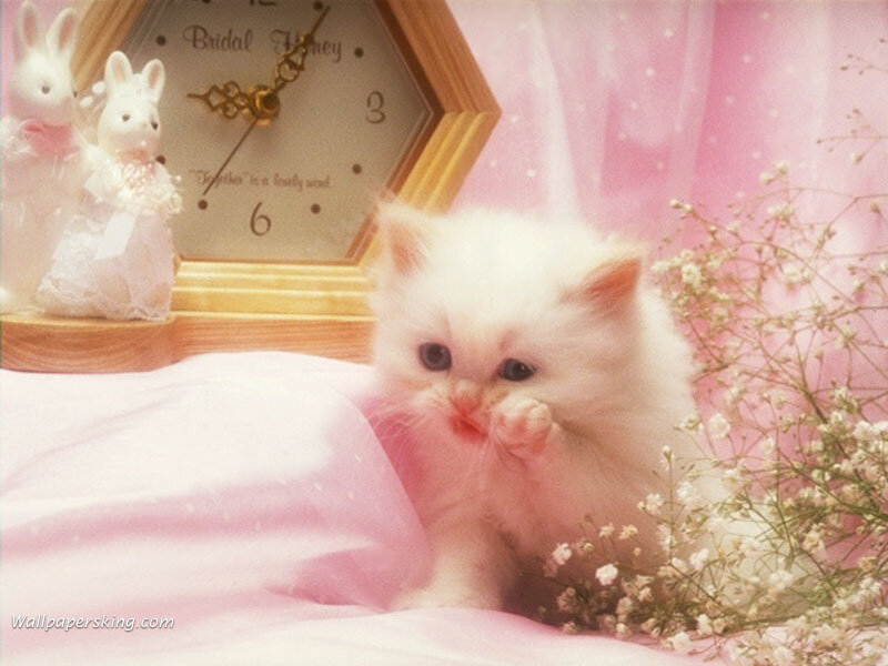 White Kitten Grooming