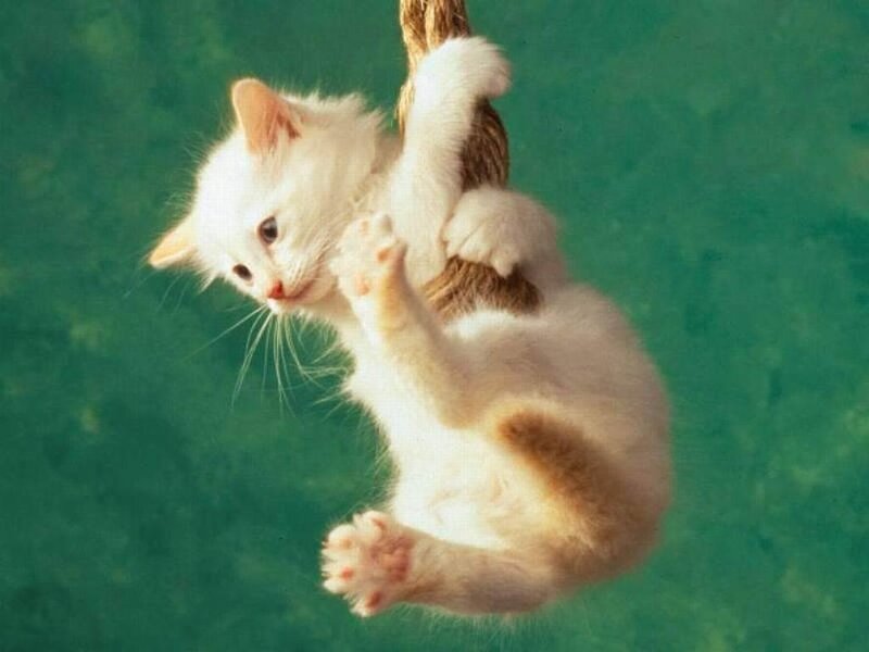 White Kitten Hanging — Green, Playful, Photograph