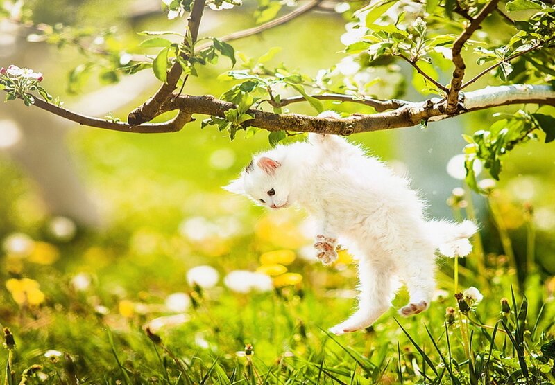 White Kitten Hanging — Green, Playful, Spring