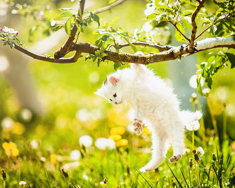 White Kitten Hanging — Green, Playful