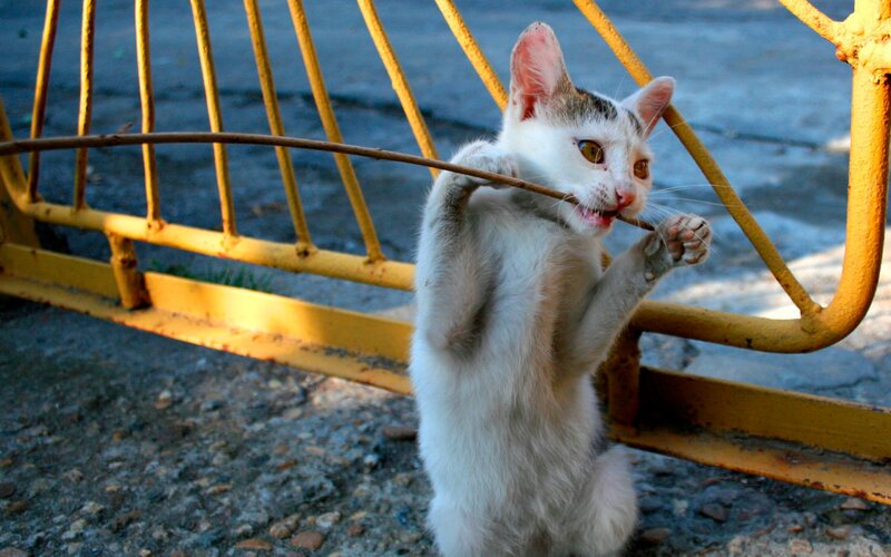 White Kitten Holding Stick