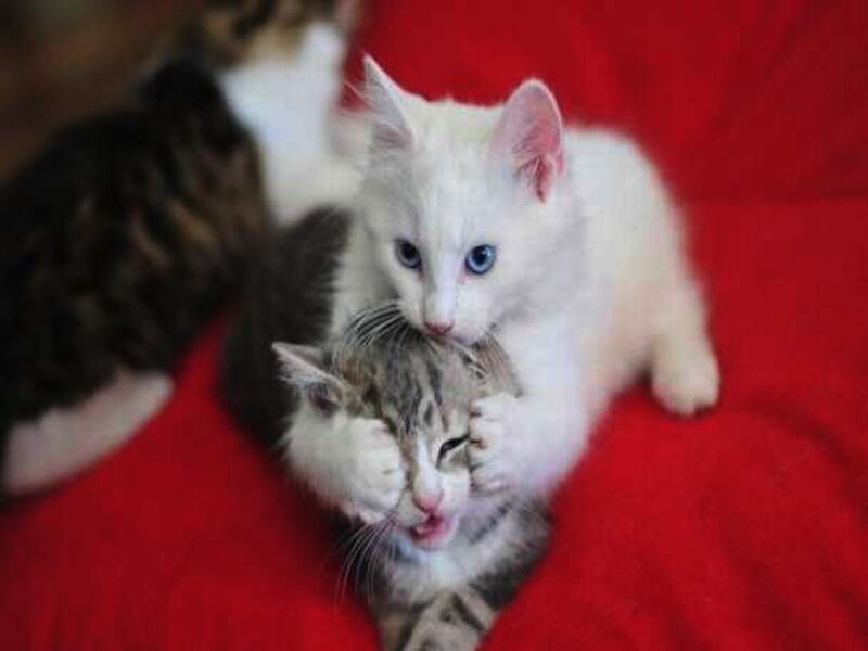 White Kitten Hugging Tabby