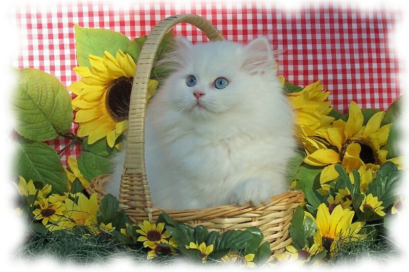 White kitten in a basket