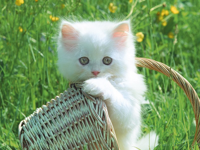 White kitten in a basket