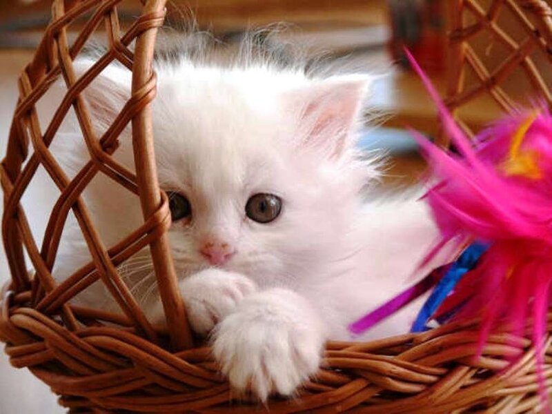 White kitten in a basket
