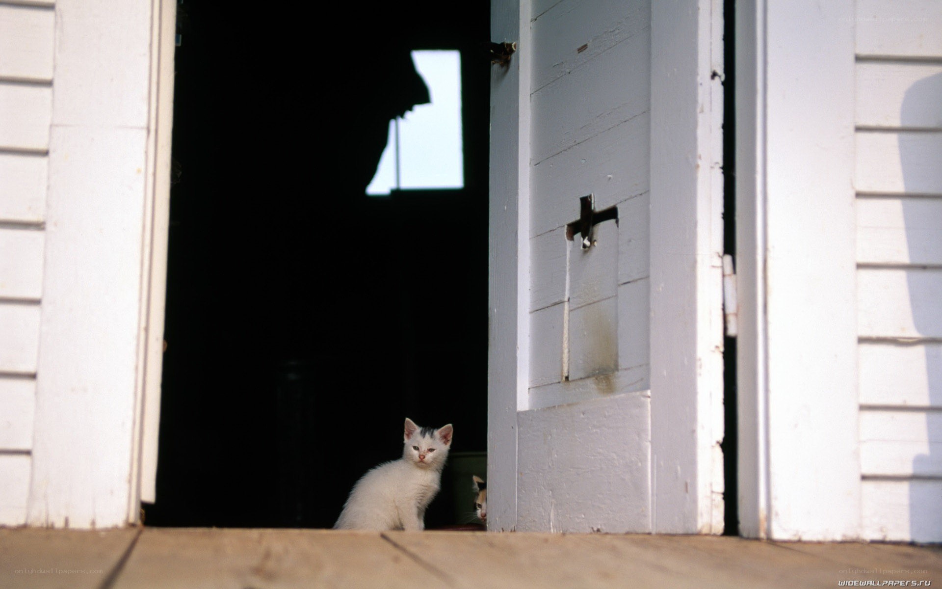 White kitten in a doorway