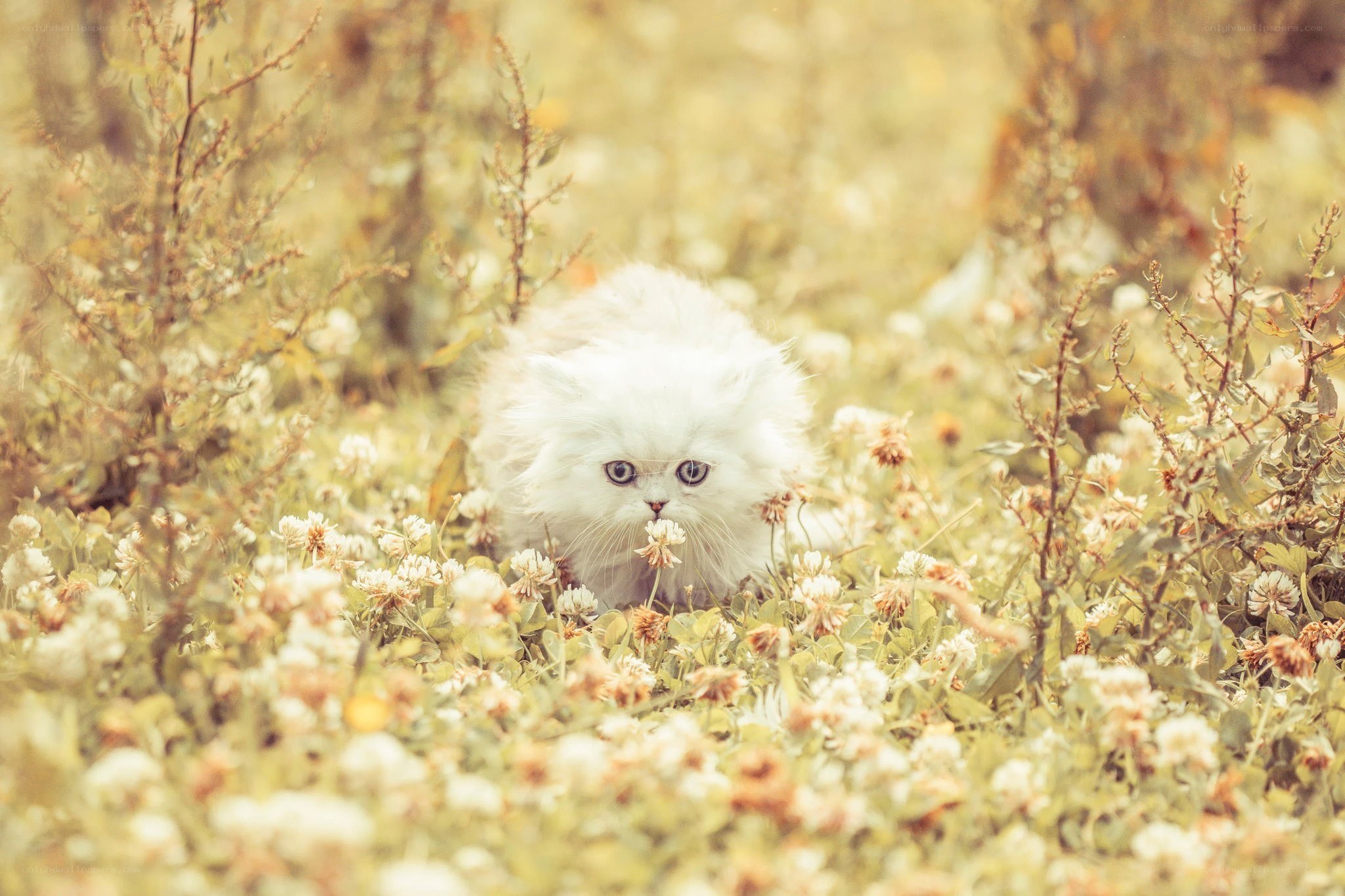 White kitten in a field