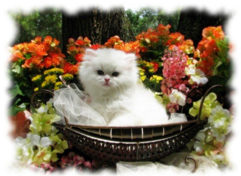 White kitten in a flower basket