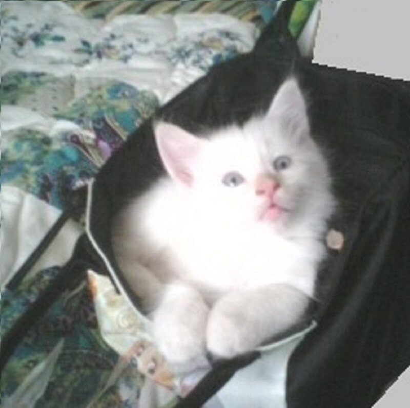 White Kitten in Bag — Calm