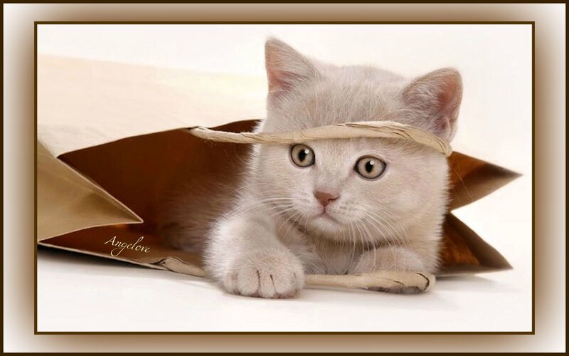 White Kitten in Bag — Innocent