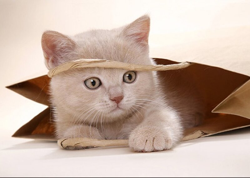 White Kitten in Bag