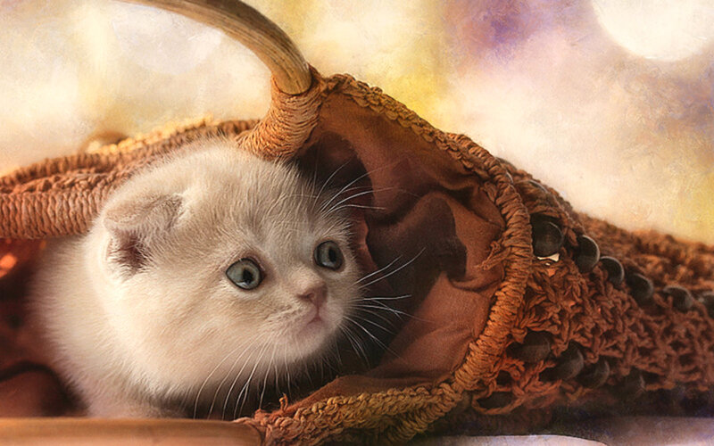 White Kitten in Basket — Brown, Calm
