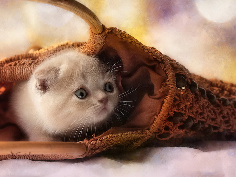 White Kitten in Basket — Brown