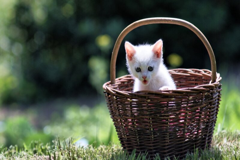 White Kitten in Basket — Calm, Afternoon, Photograph
