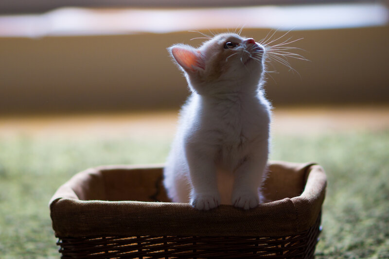 White Kitten in Basket — Calm, Afternoon, Photograph, Window