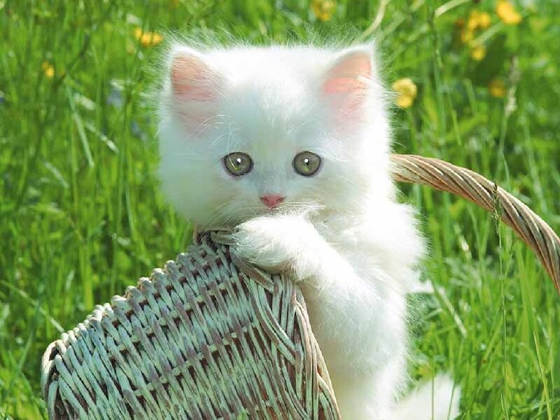 White Kitten in Basket — Calm, Afternoon