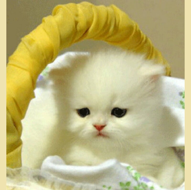 White Kitten in Basket — Calm, Photograph, Blanket