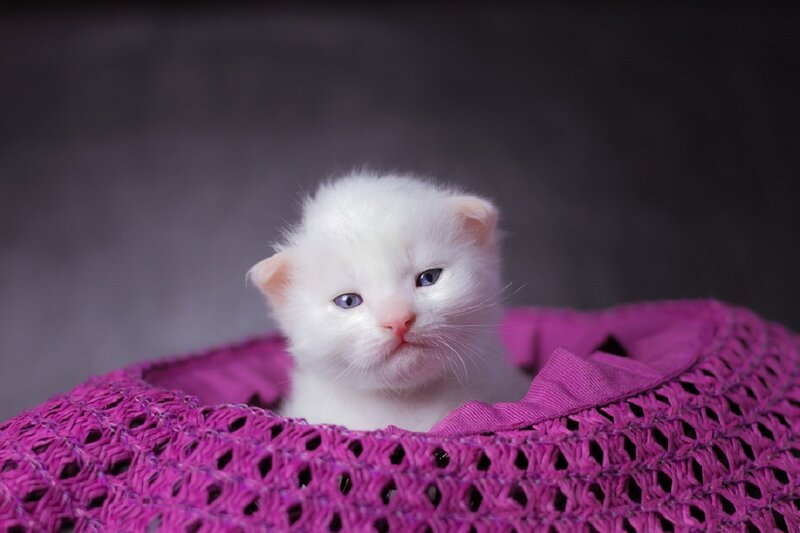 White Kitten in Basket — Calm, Photograph, Cat