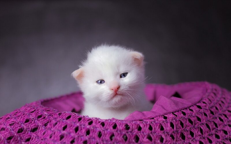 White Kitten in Basket — Calm, Photograph, Eyes