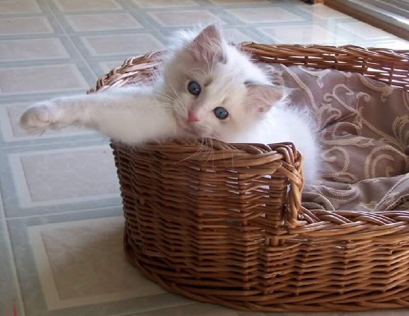 White Kitten in Basket — Calm, Photograph, Floor