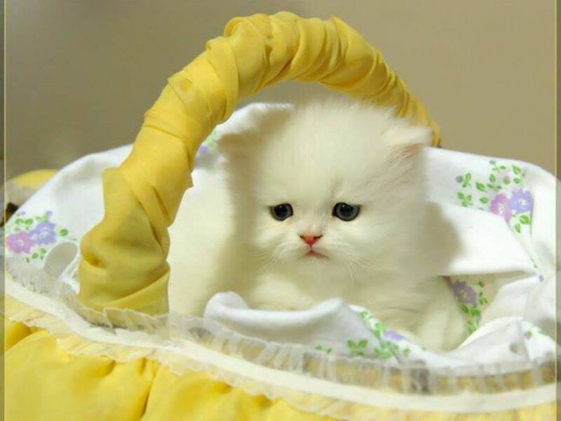 White Kitten in Basket — Calm, Photograph, Floral Fabric, Yellow Handle