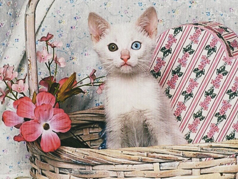 White Kitten in Basket — Calm, Photograph, Flowers