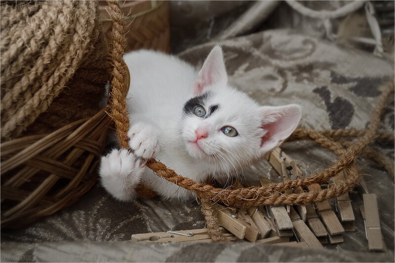 White Kitten in Basket — Calm, Photograph, Rope