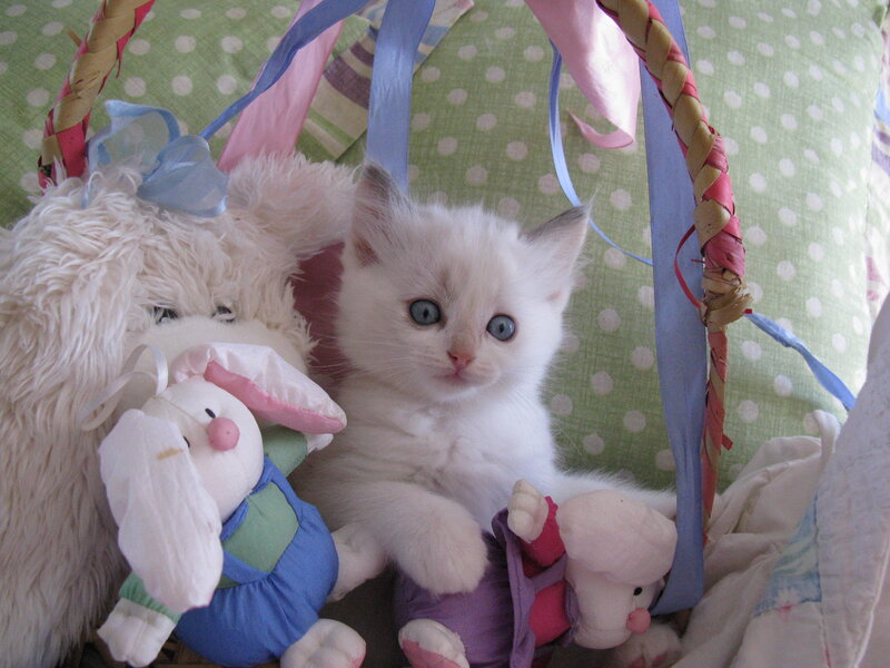 White Kitten in Basket — Calm, Photograph, Stuffed Animals