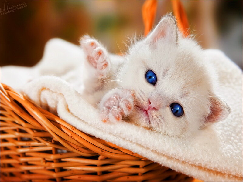 White Kitten in Basket — Calm, Photograph