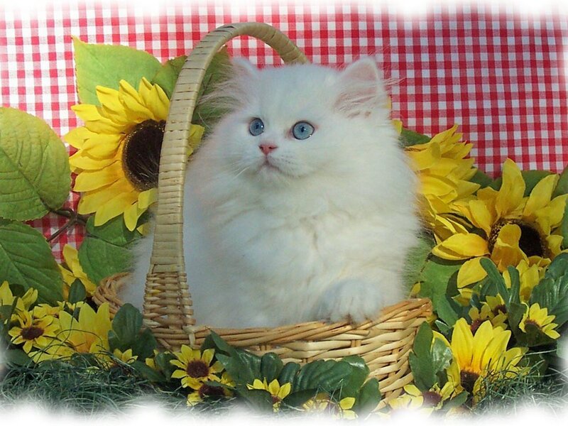 White Kitten in Basket — Calm, Summer, Photograph