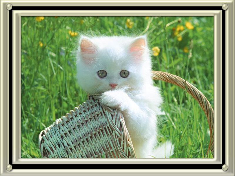 White Kitten in Basket — Calm, Summer