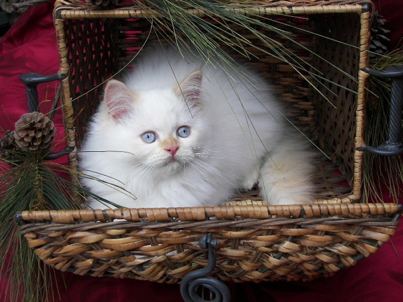 White Kitten in Basket — Calm