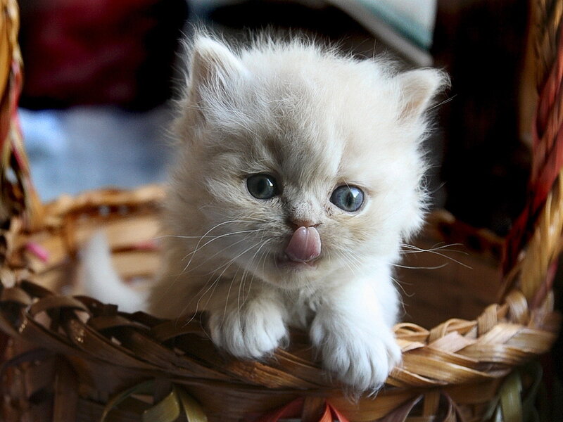 White Kitten in Basket — Curious